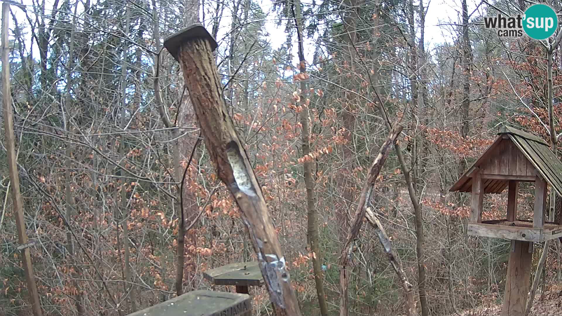 Bird feeders at ZOO Ljubljana webcam