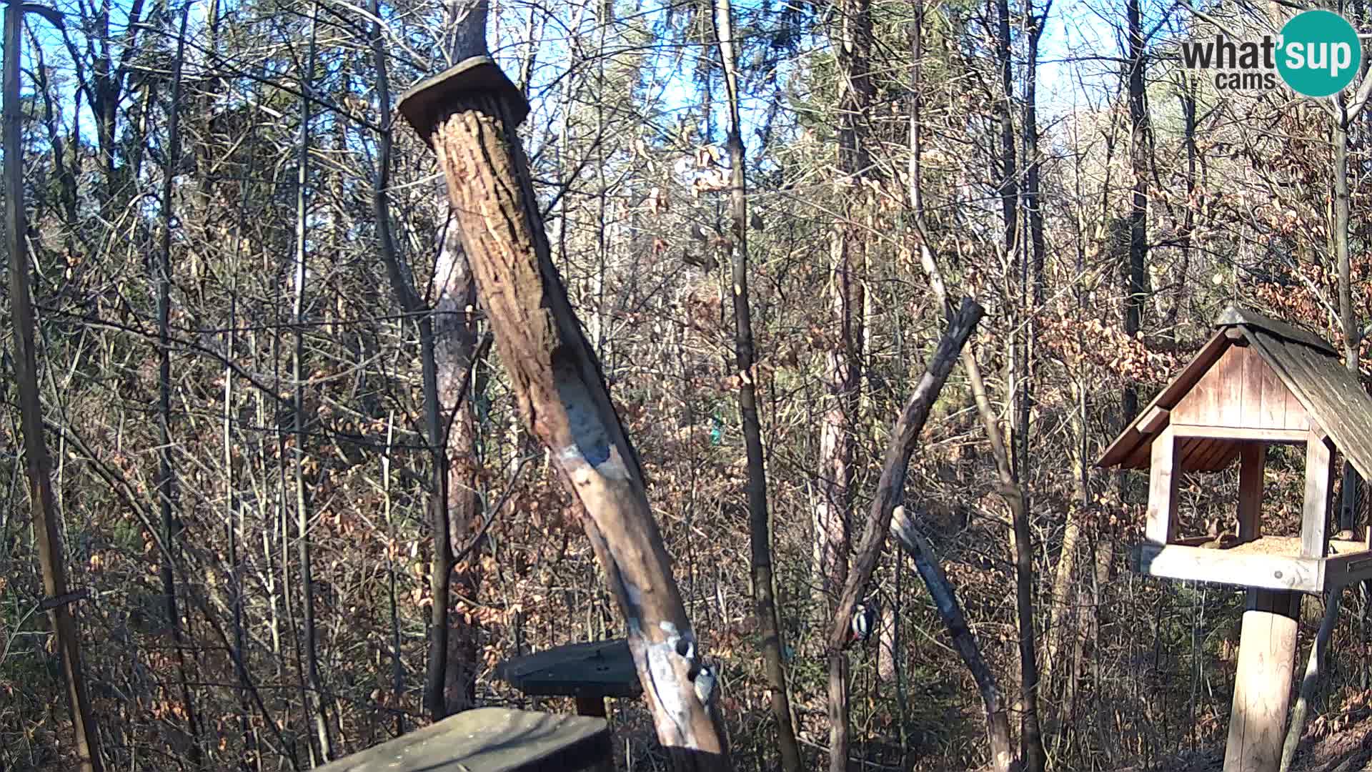 Bird feeders at ZOO Ljubljana webcam