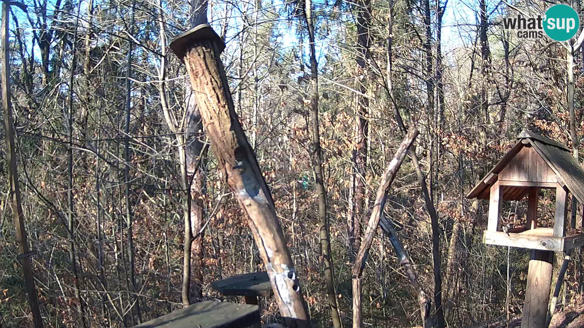 Bird feeders at ZOO Ljubljana webcam