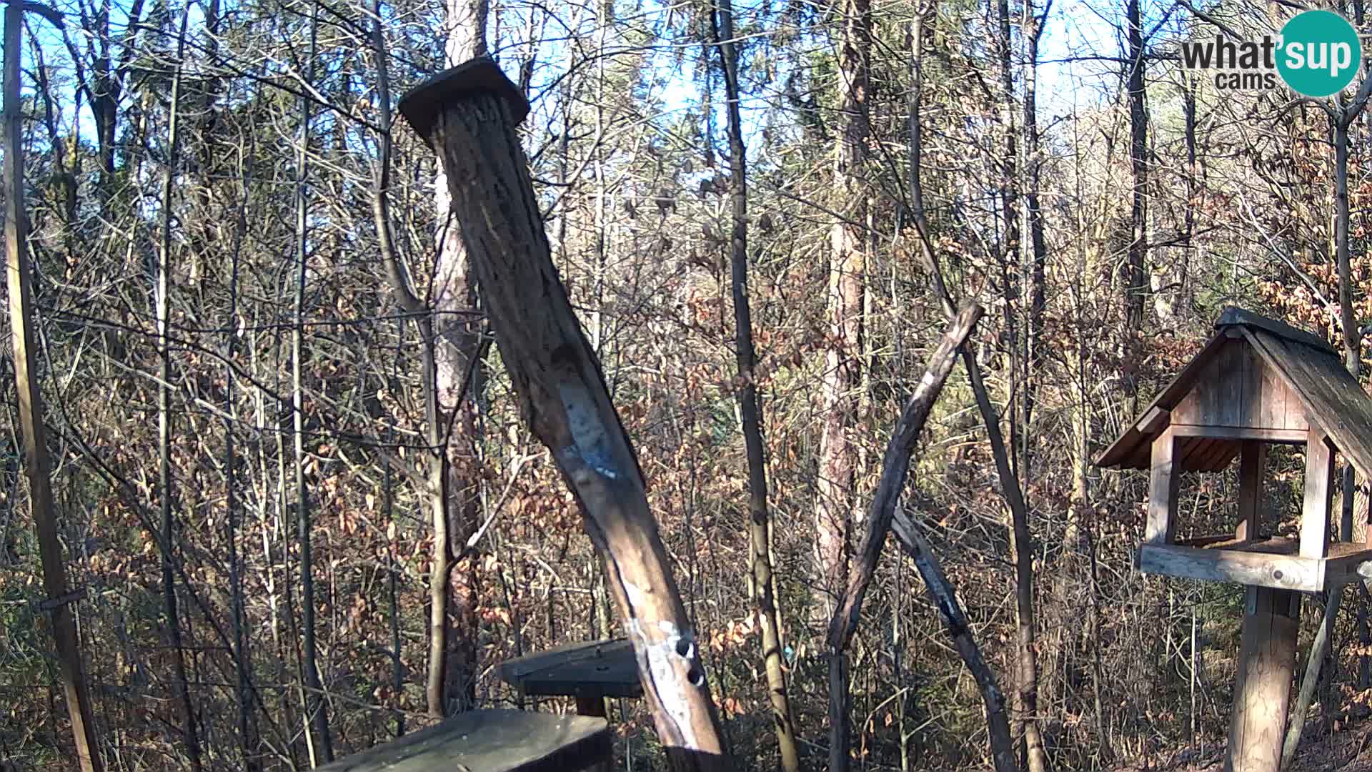 Bird feeders at ZOO Ljubljana webcam