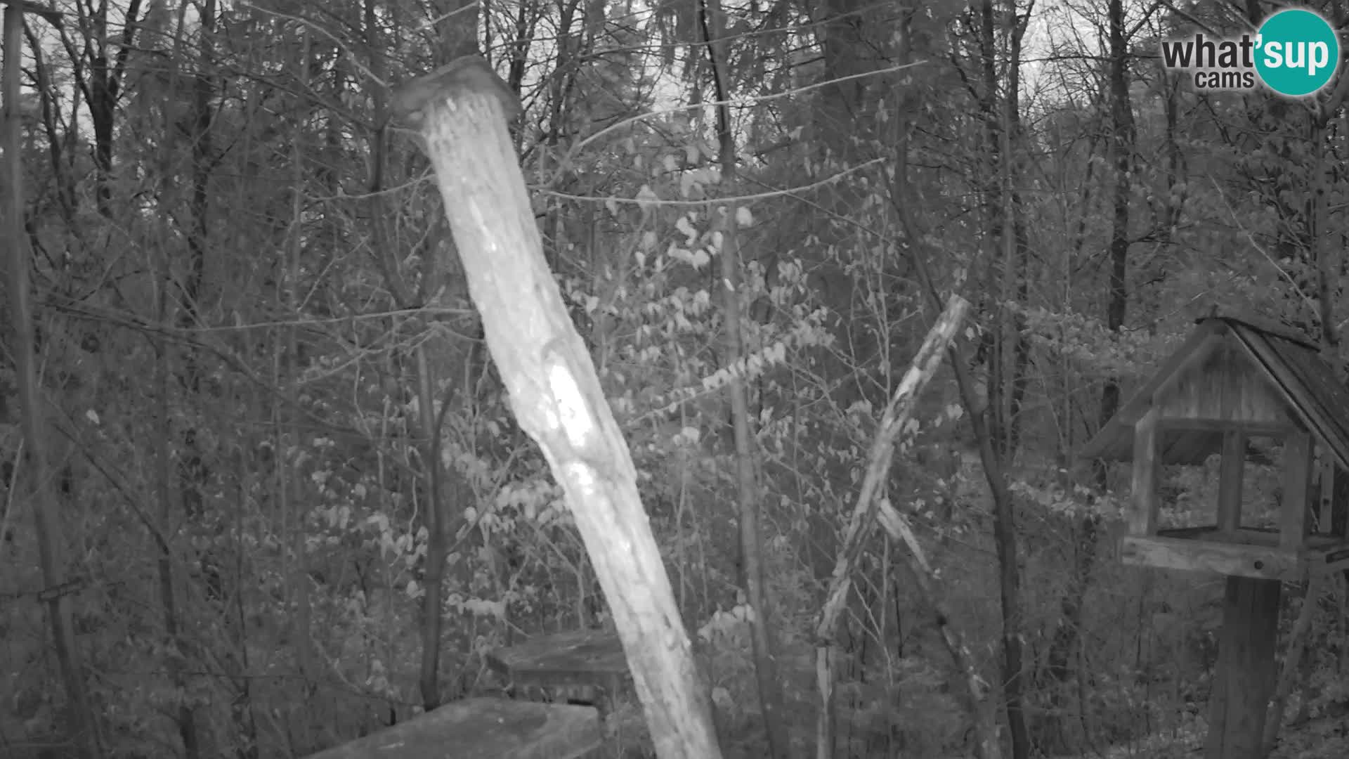 Bird feeders at ZOO Ljubljana webcam