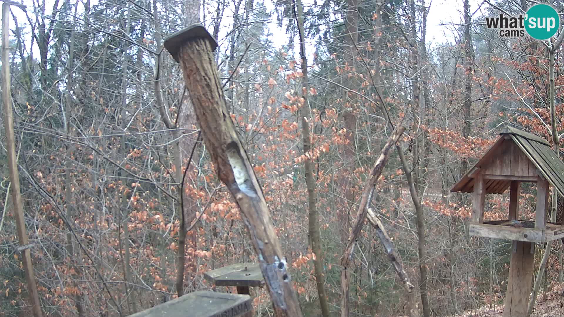 Bird feeders at ZOO Ljubljana webcam