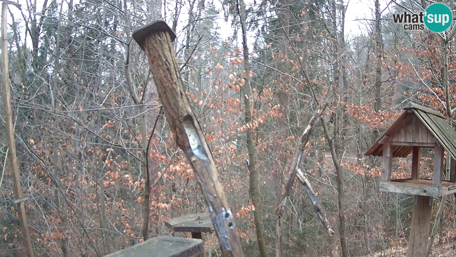 Bird feeders at ZOO Ljubljana webcam