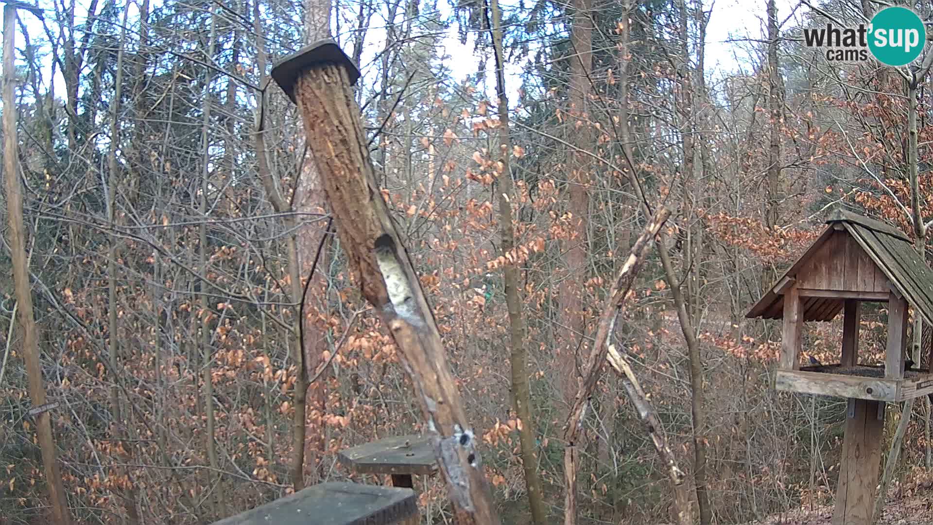 Bird feeders at ZOO Ljubljana webcam