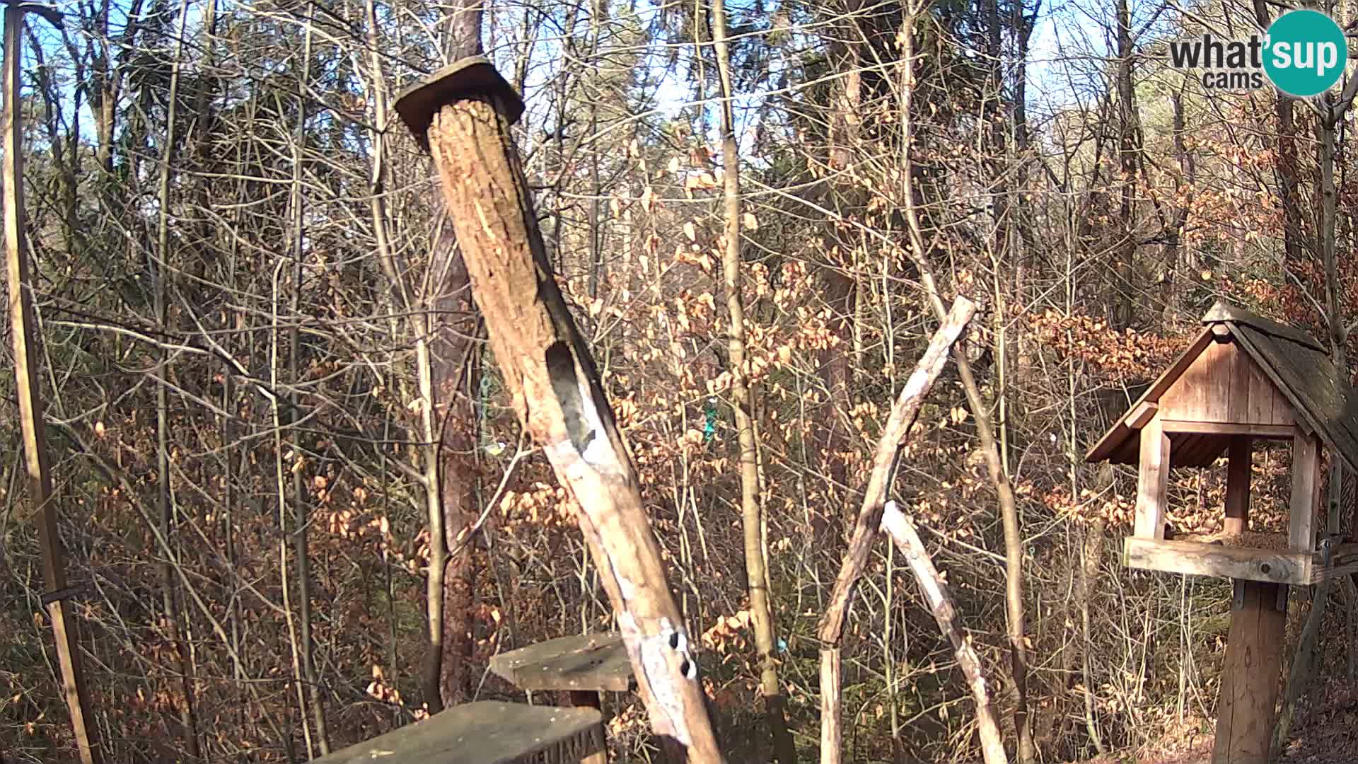 Bird feeders at ZOO Ljubljana webcam