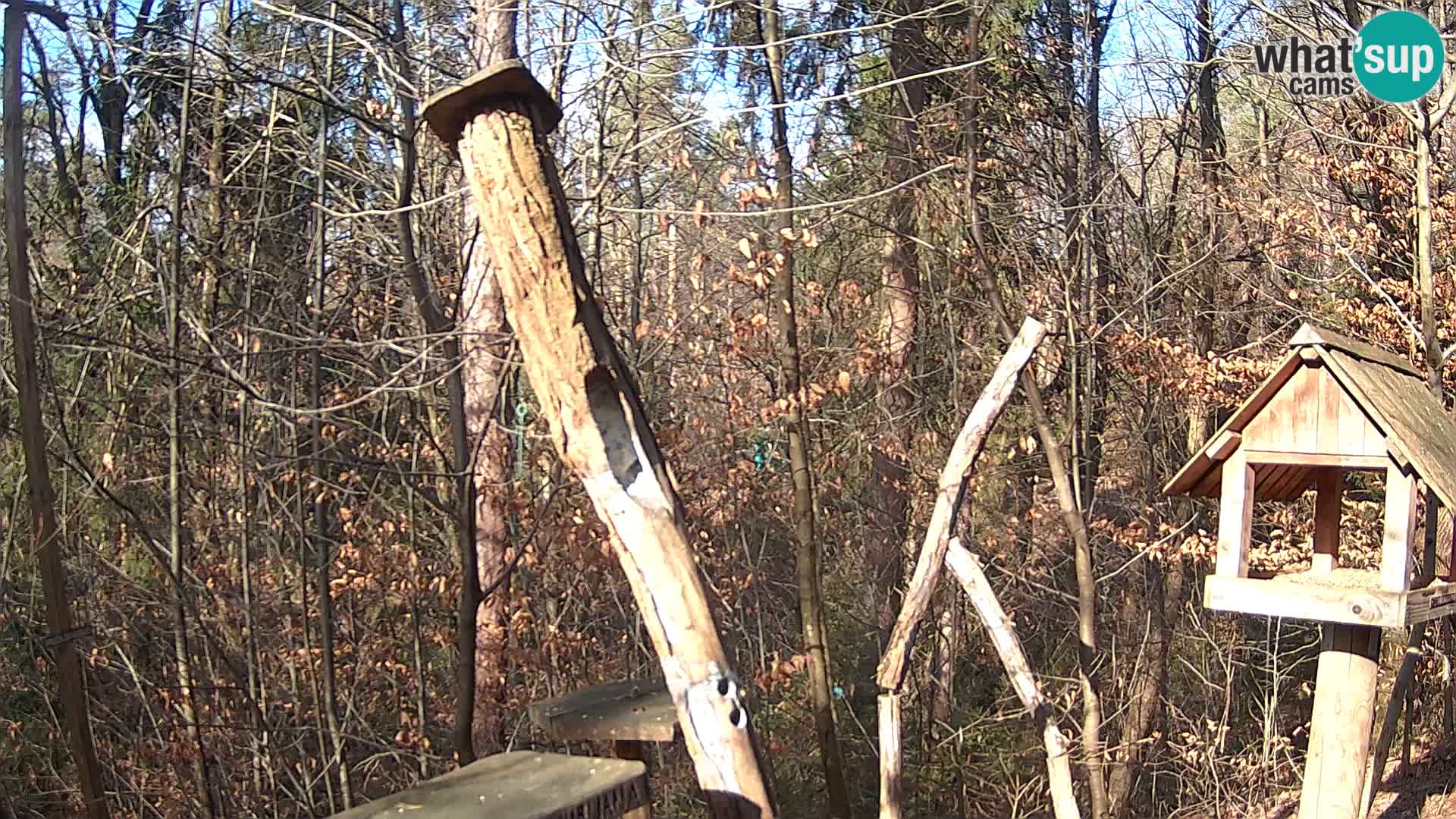 Bird feeders at ZOO Ljubljana webcam