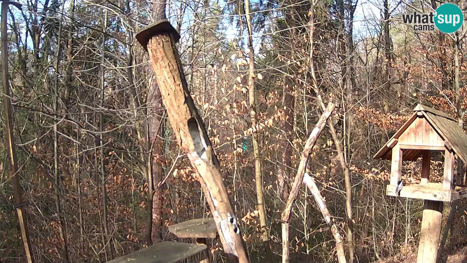 Bird feeders at ZOO Ljubljana webcam