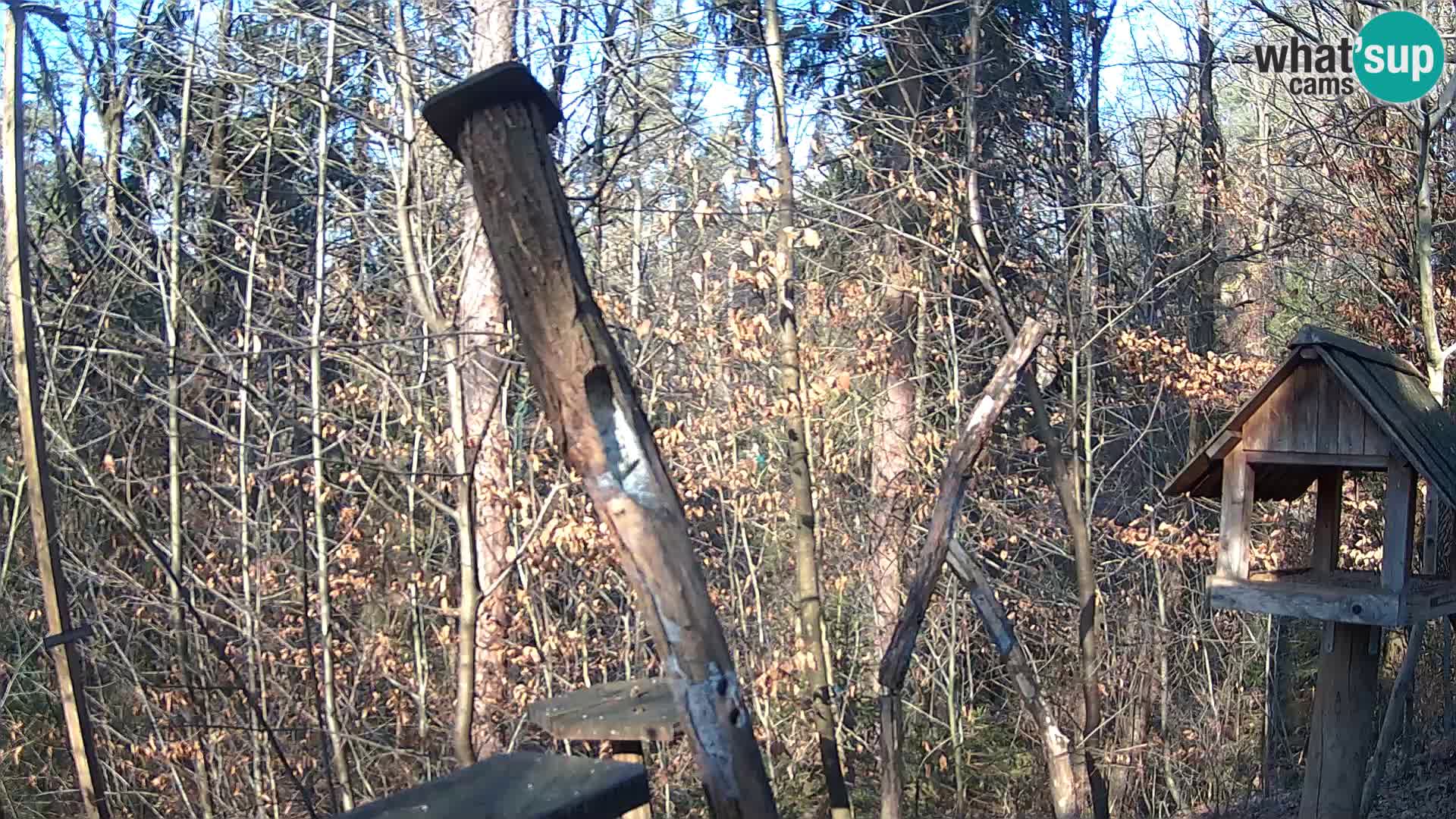 Bird feeders at ZOO Ljubljana webcam