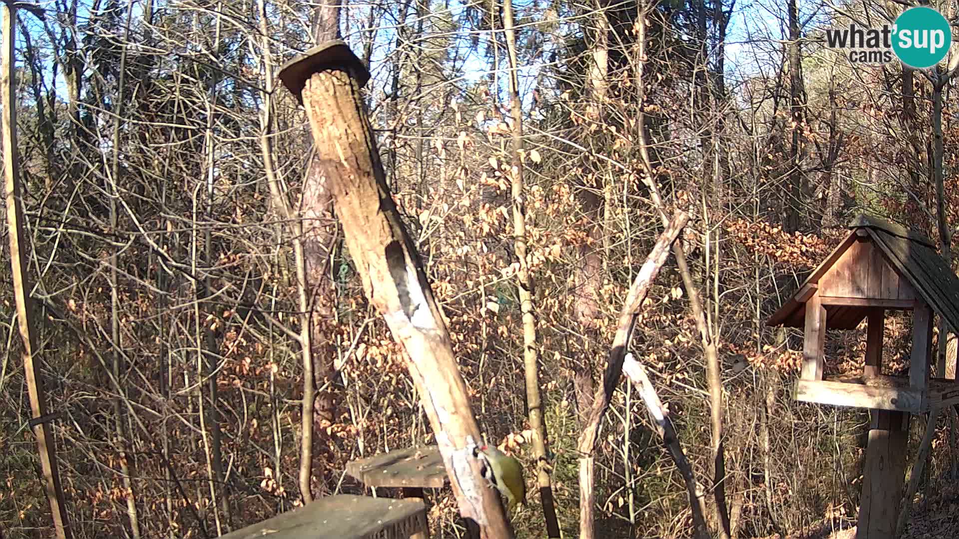 Bird feeders at ZOO Ljubljana webcam