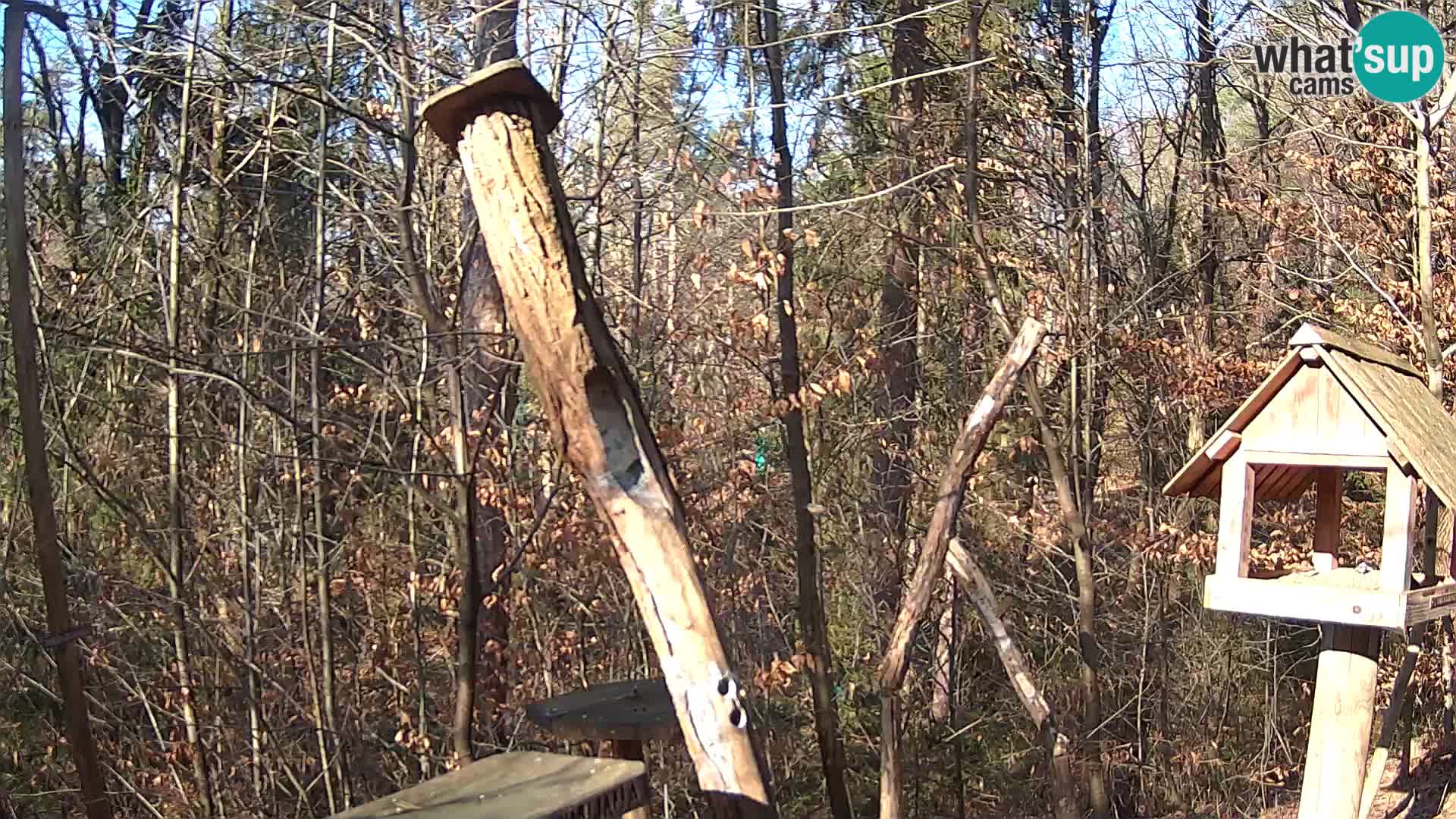 Bird feeders at ZOO Ljubljana webcam