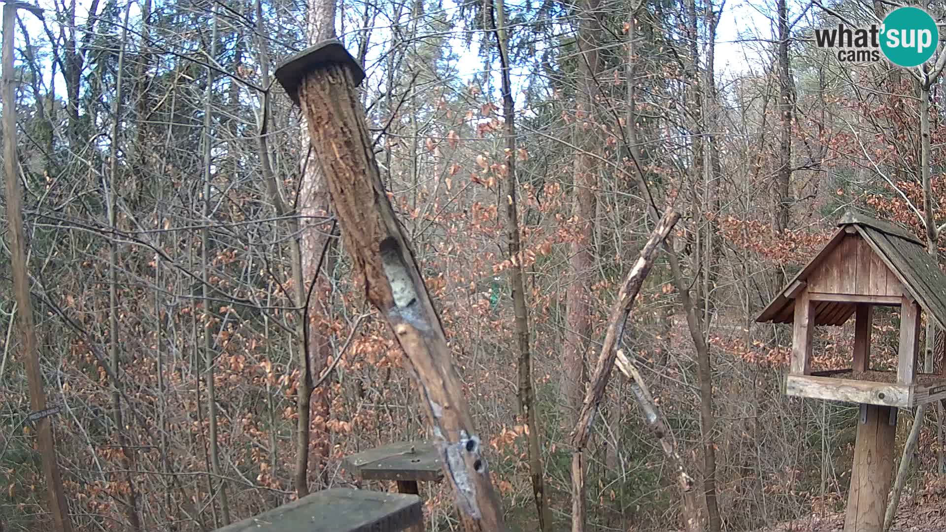 Bird feeders at ZOO Ljubljana webcam