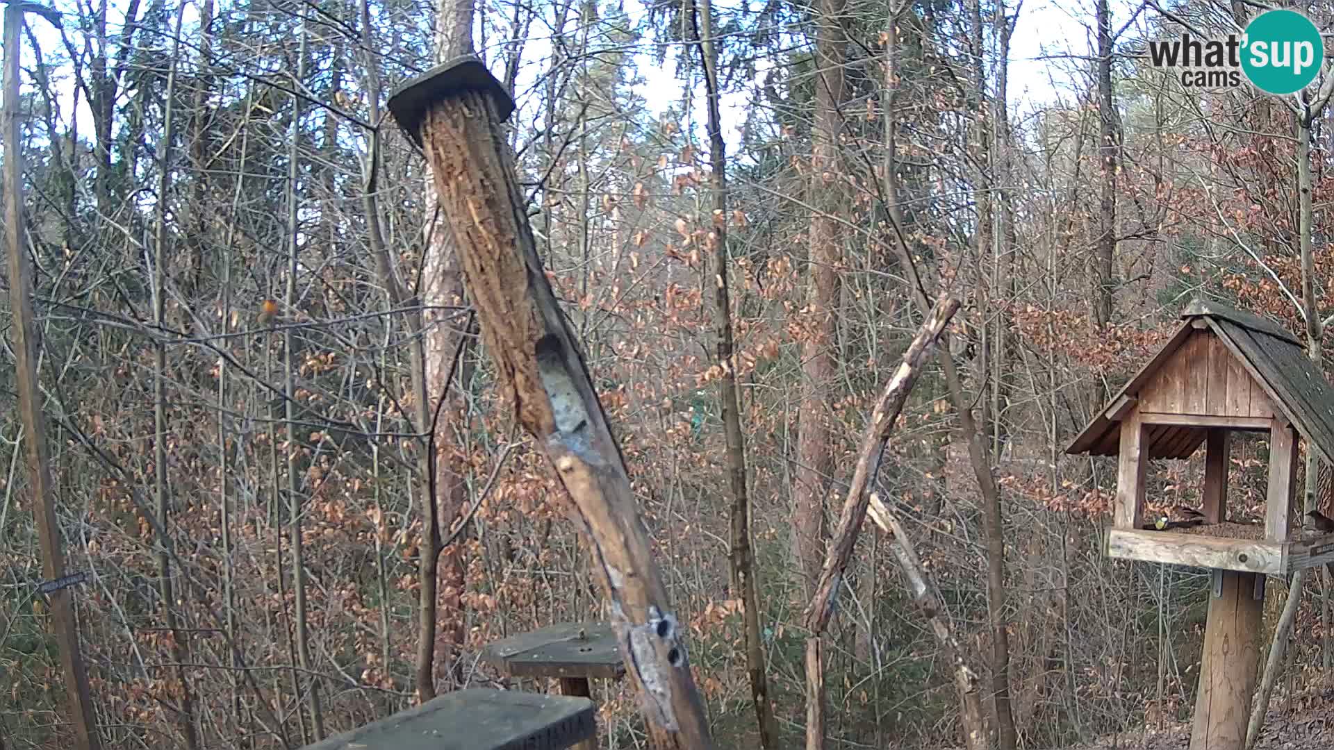 Bird feeders at ZOO Ljubljana webcam