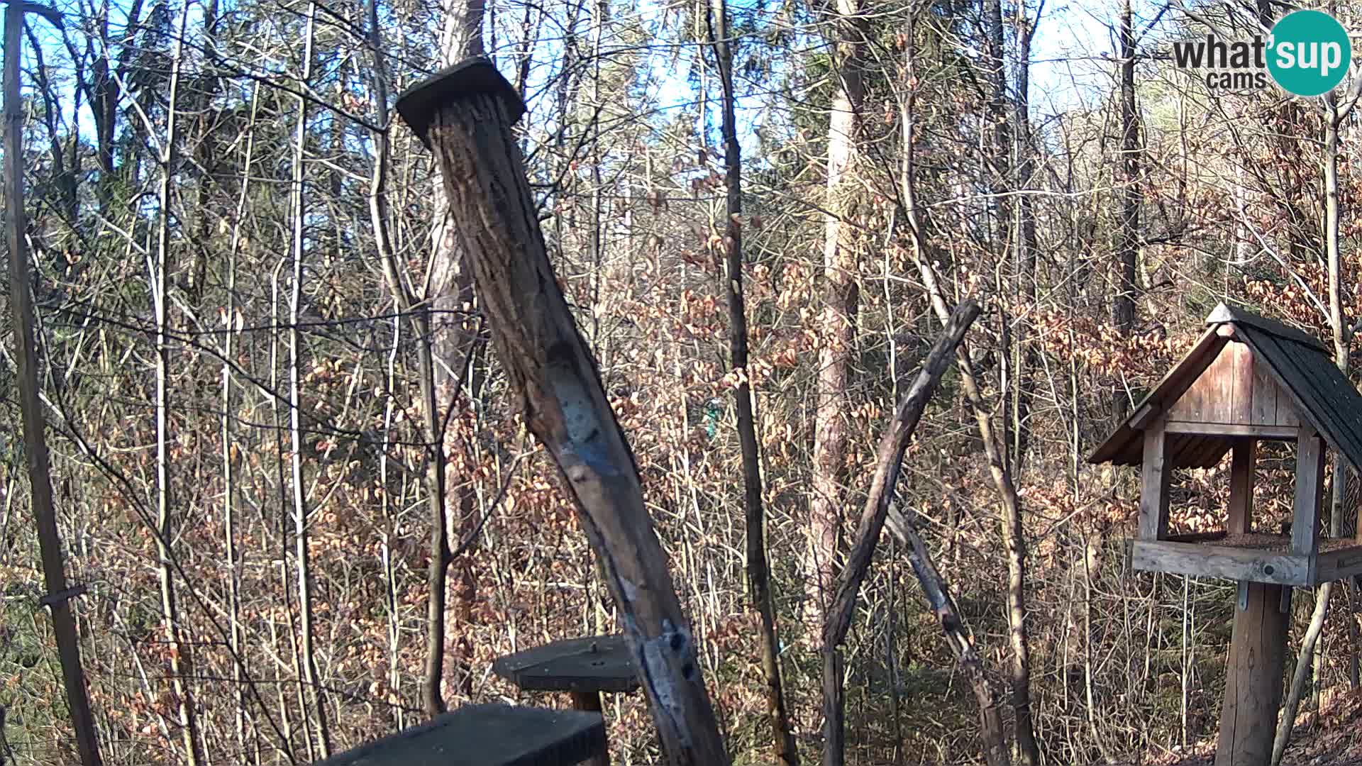 Bird feeders at ZOO Ljubljana webcam