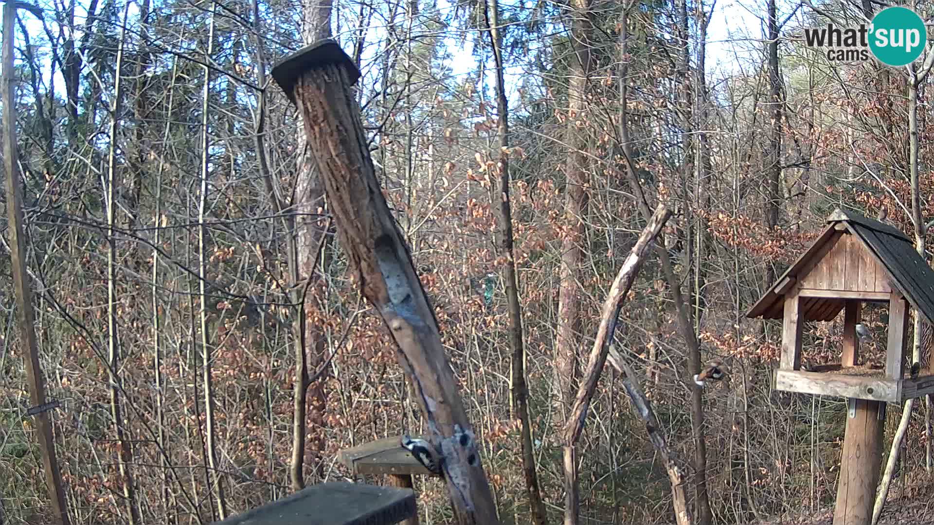 Bird feeders at ZOO Ljubljana webcam