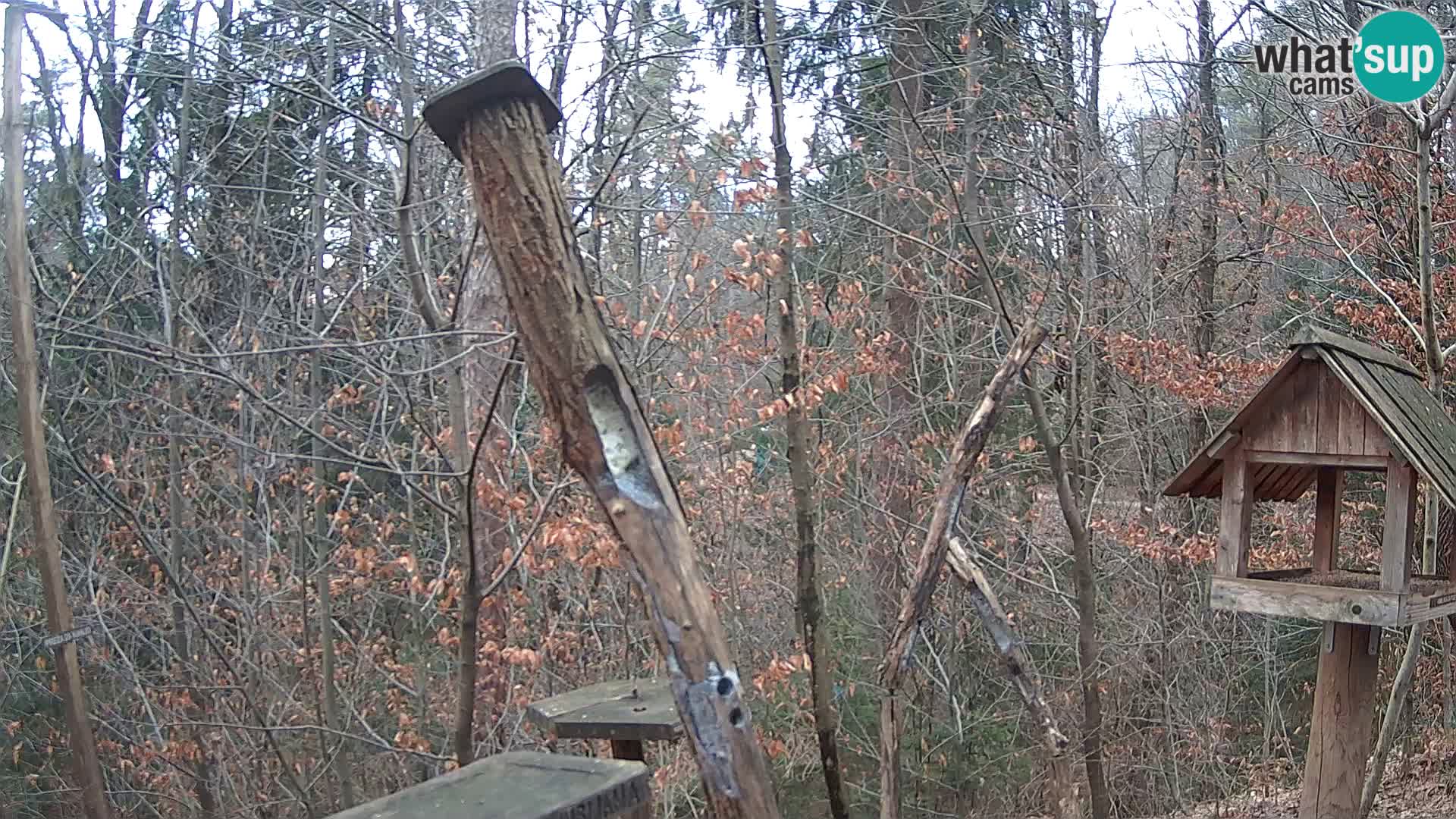 Bird feeders at ZOO Ljubljana webcam