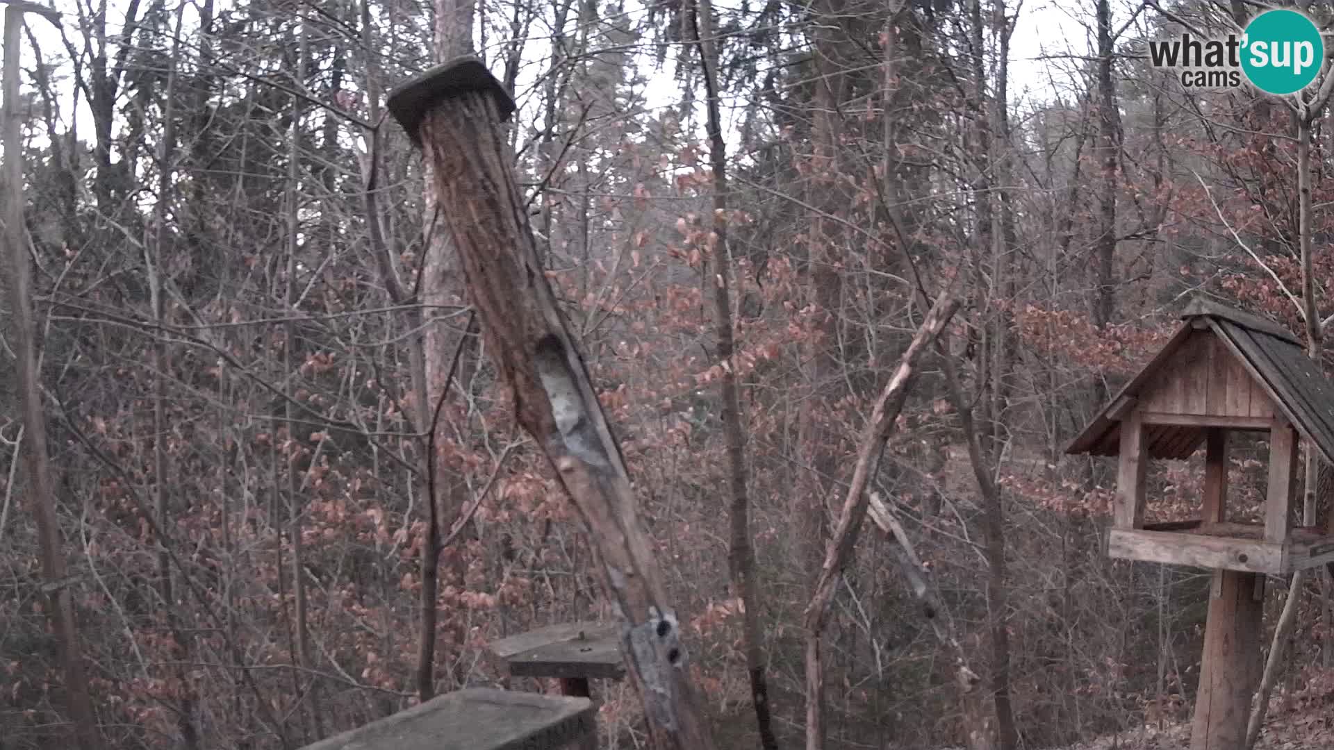 Bird feeders at ZOO Ljubljana webcam