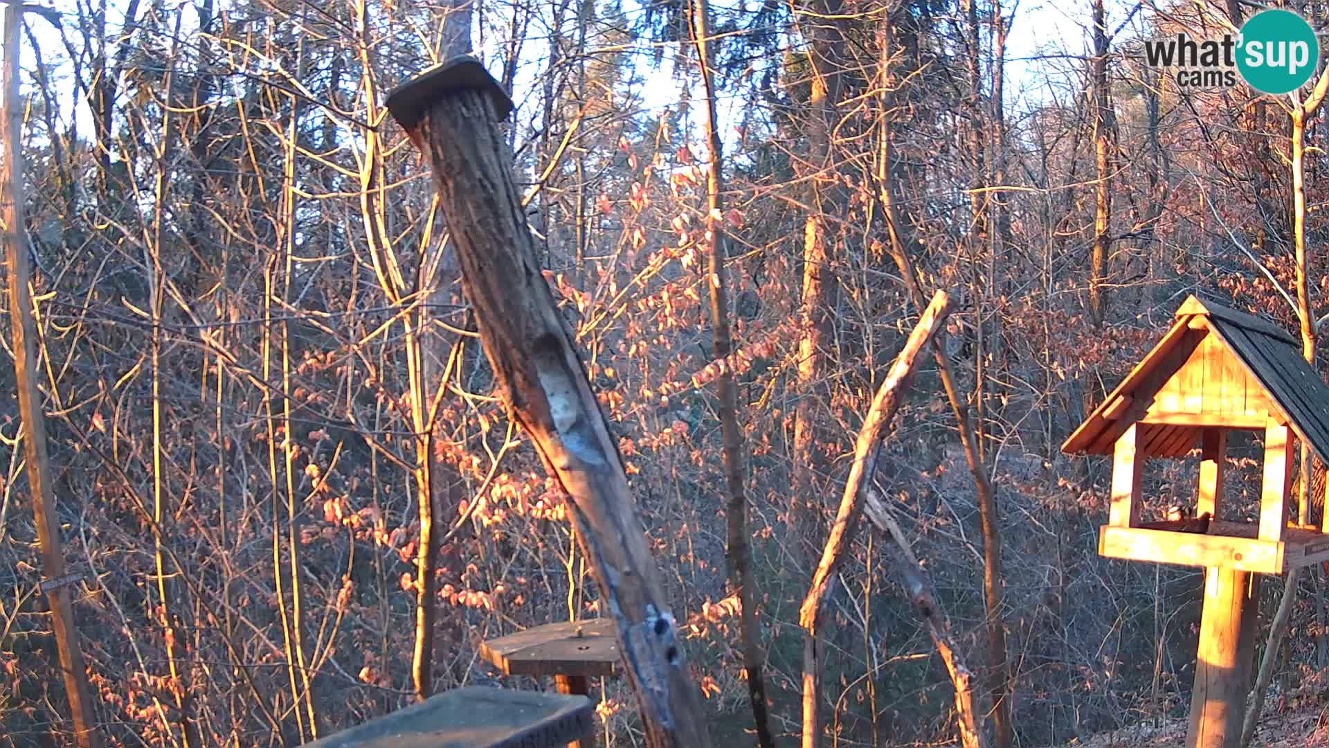 Bird feeders at ZOO Ljubljana webcam