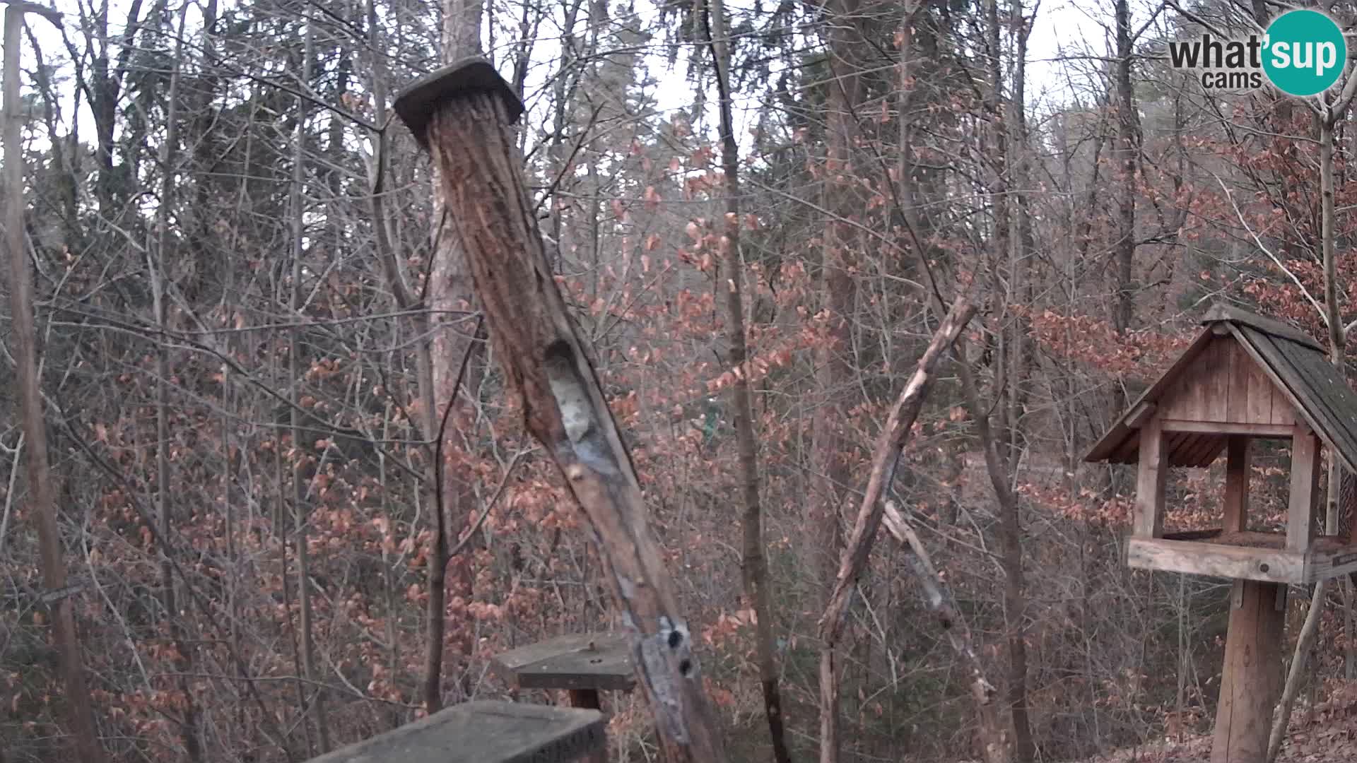 Bird feeders at ZOO Ljubljana webcam