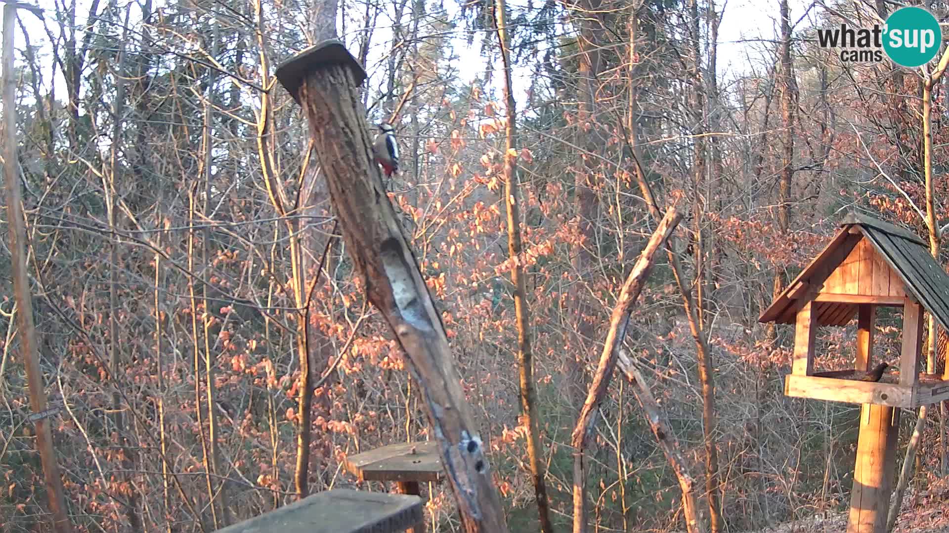 Bird feeders at ZOO Ljubljana webcam