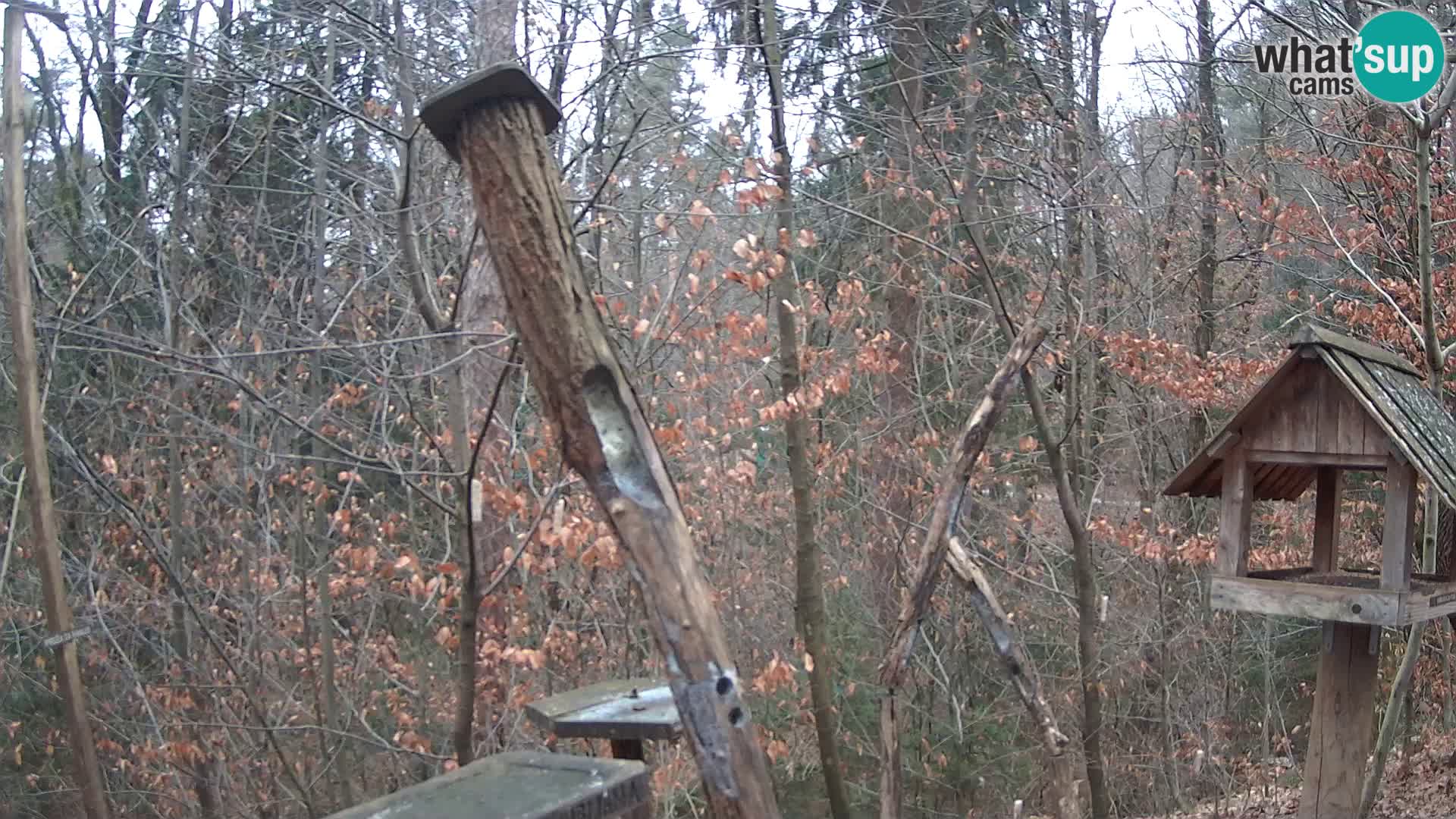 Comederos para pájaros en ZOO Ljubljana camera en vivo