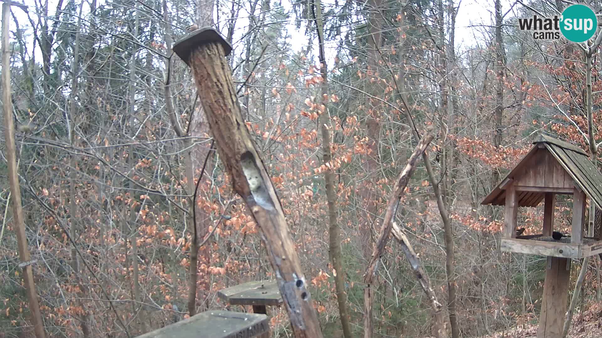 Comederos para pájaros en ZOO Ljubljana camera en vivo