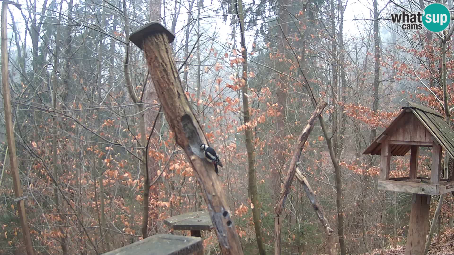 Mangeoires pour oiseaux au ZOO live webcam Ljubljana