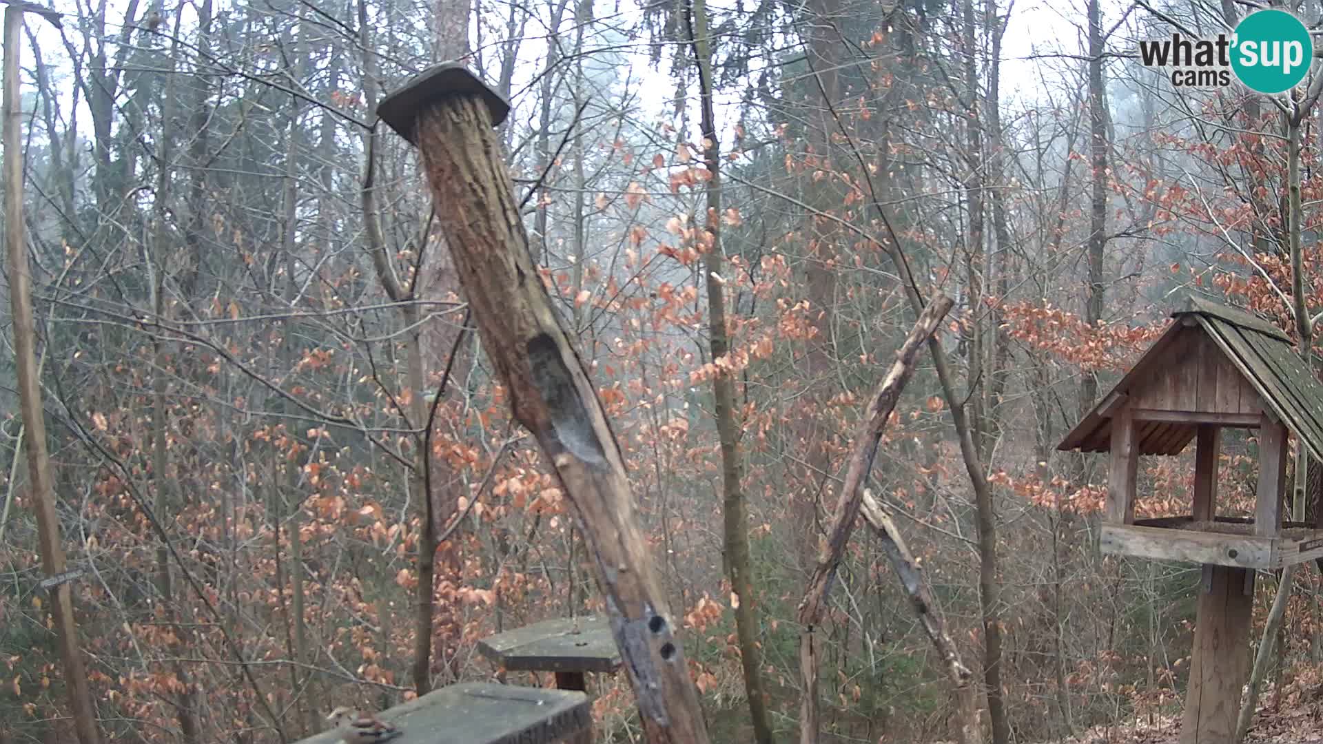 Mangeoires pour oiseaux au ZOO live webcam Ljubljana