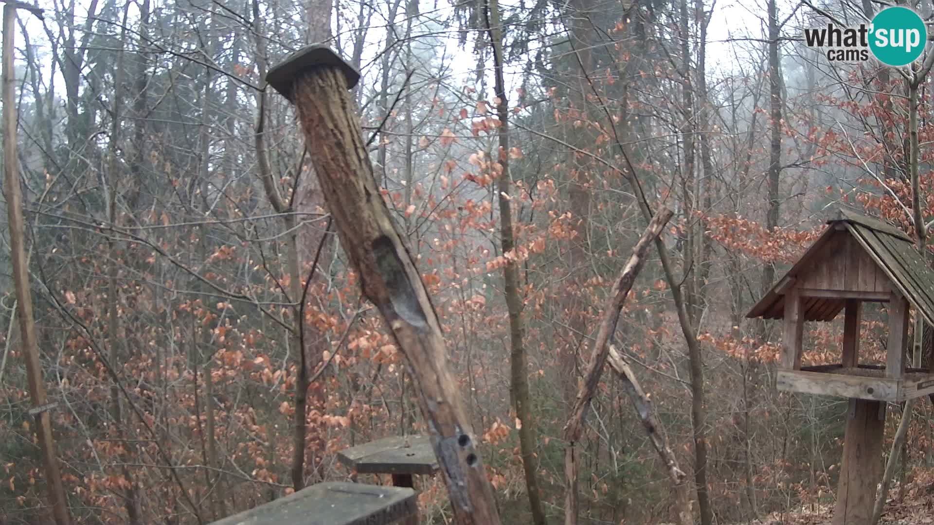 Vogelfutterhäuschen im ZOO webcam Ljubljana