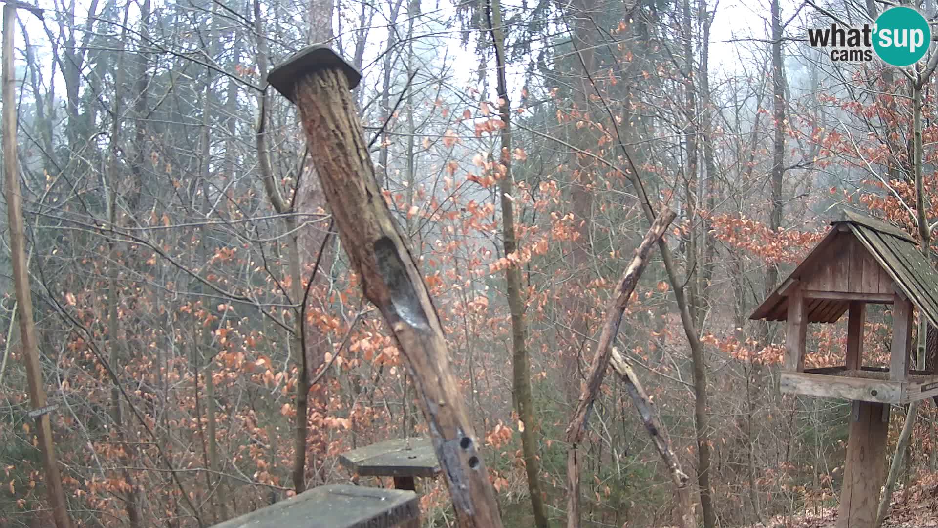 Vogelfutterhäuschen im ZOO webcam Ljubljana