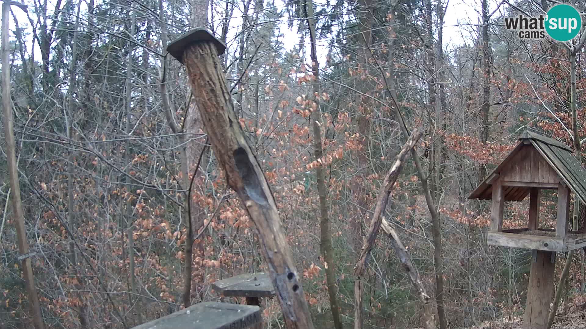 Mangeoires pour oiseaux au ZOO live webcam Ljubljana