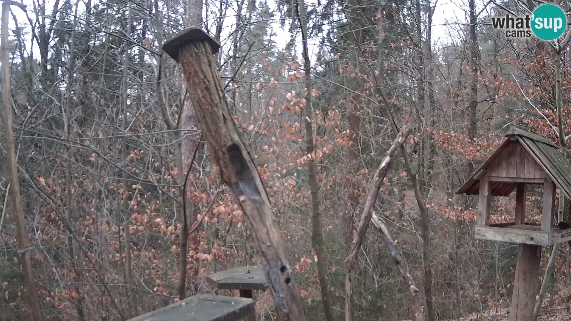 Vogelfutterhäuschen im ZOO webcam Ljubljana