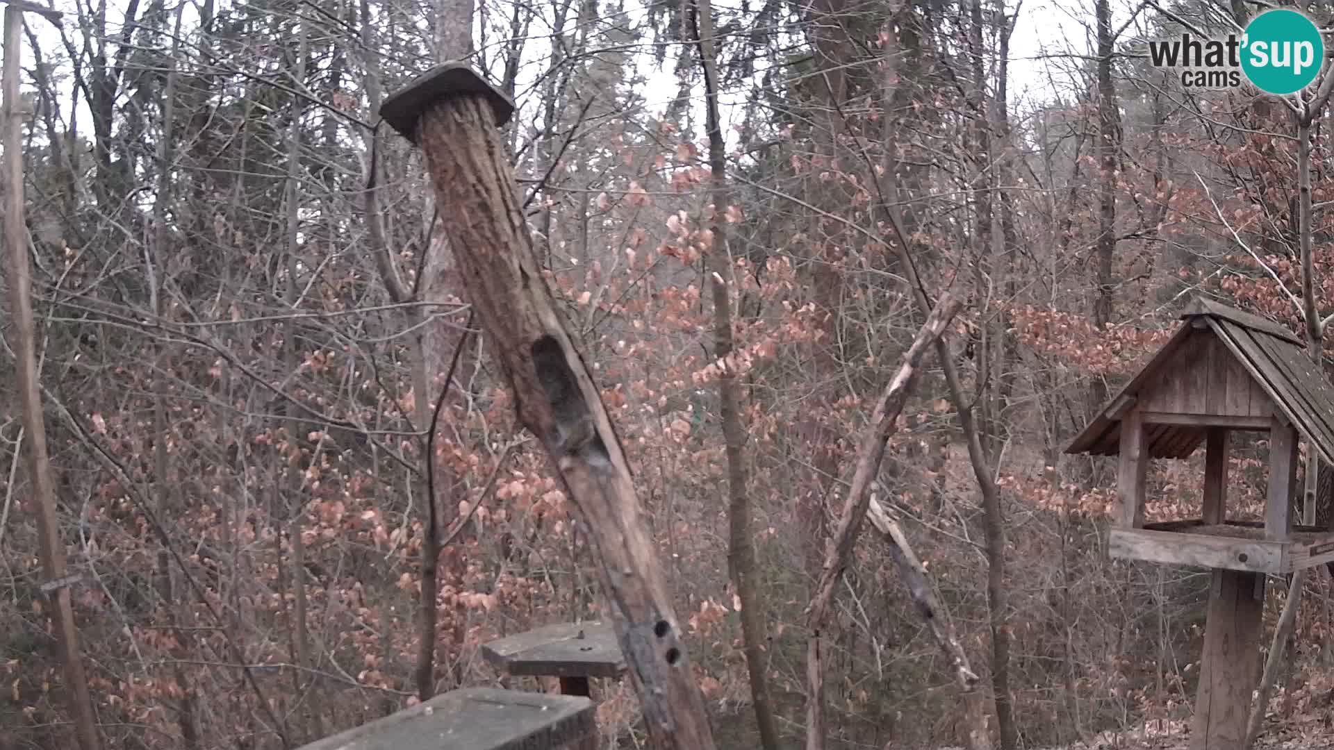 Comederos para pájaros en ZOO Ljubljana camera en vivo