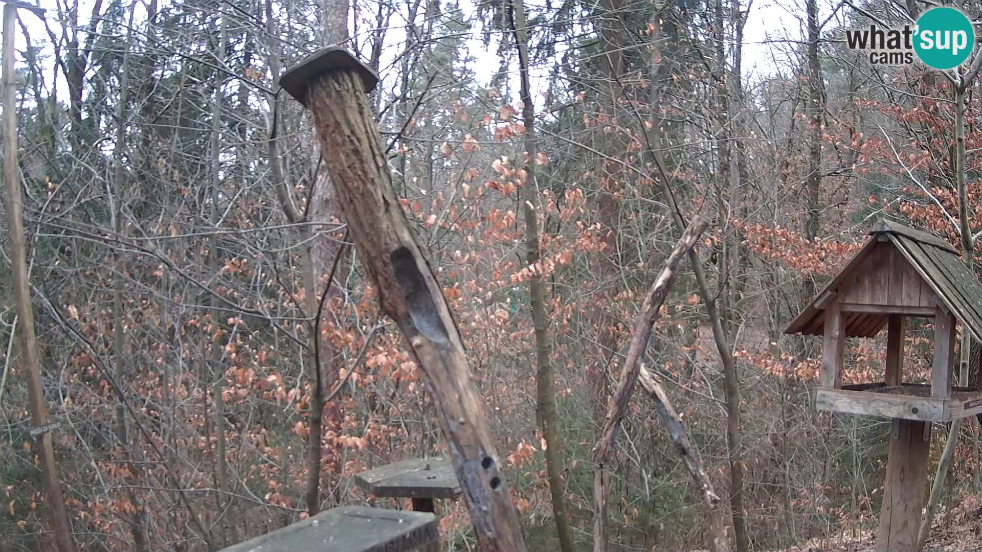 Mangeoires pour oiseaux au ZOO live webcam Ljubljana