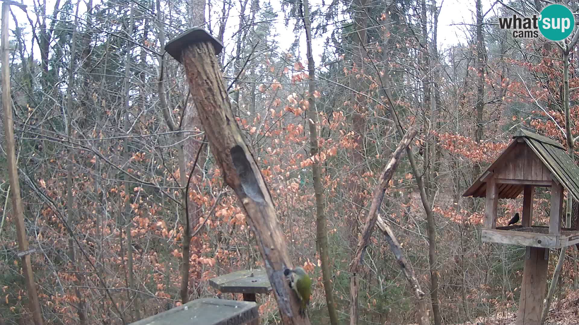 Vogelfutterhäuschen im ZOO webcam Ljubljana