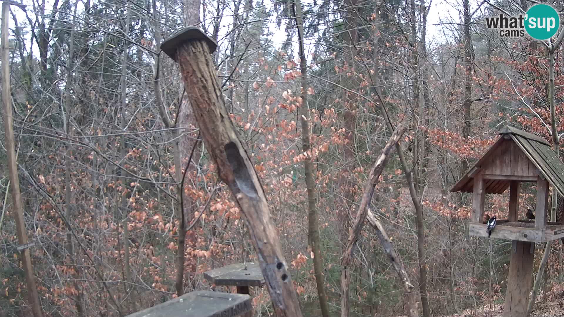 Comederos para pájaros en ZOO Ljubljana camera en vivo