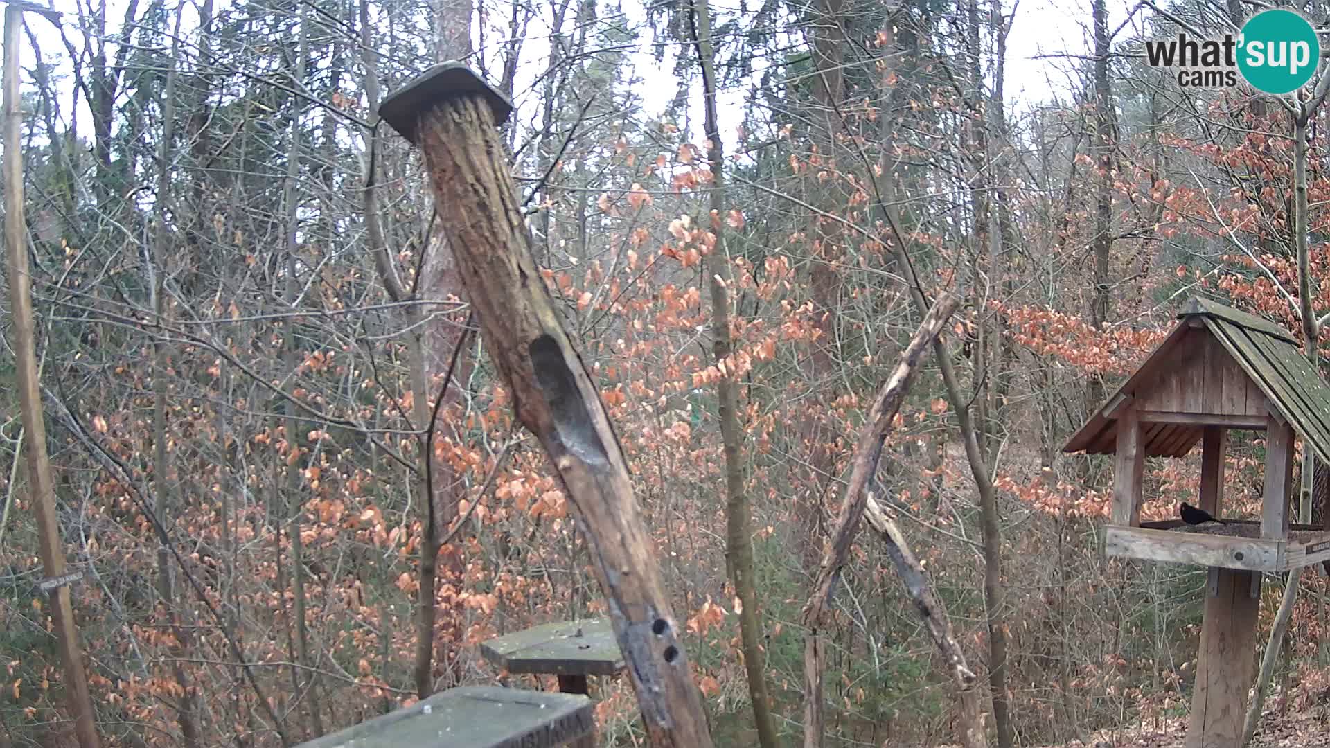 Vogelfutterhäuschen im ZOO webcam Ljubljana