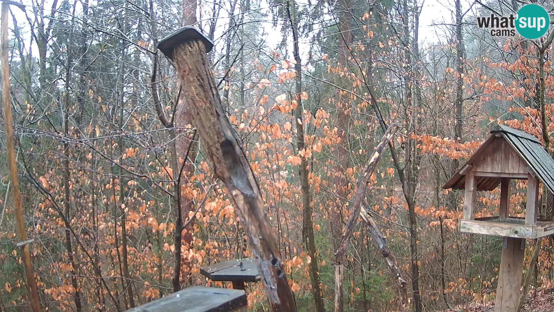 Mangeoires pour oiseaux au ZOO live webcam Ljubljana