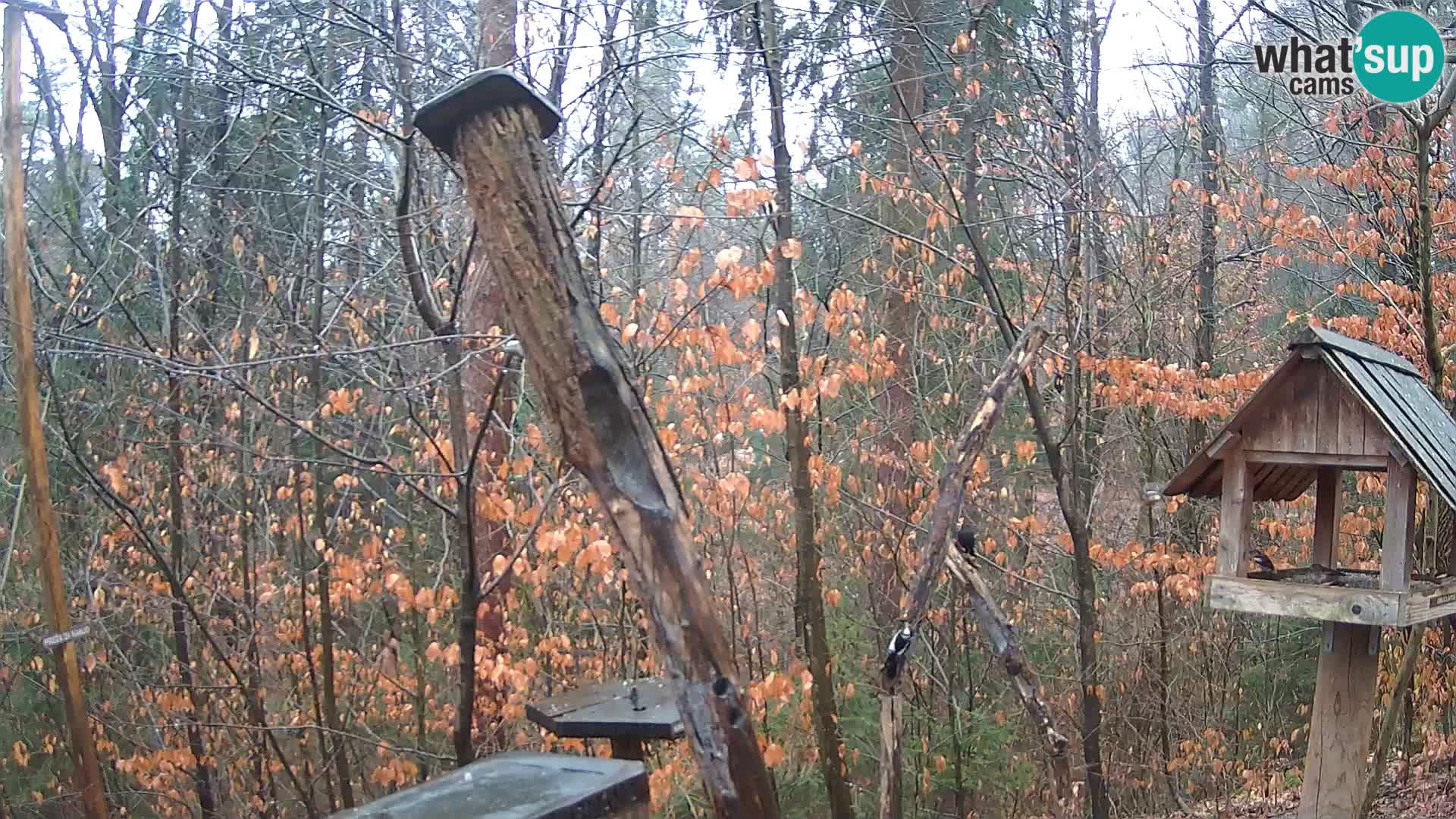 Bird feeders at ZOO Ljubljana webcam