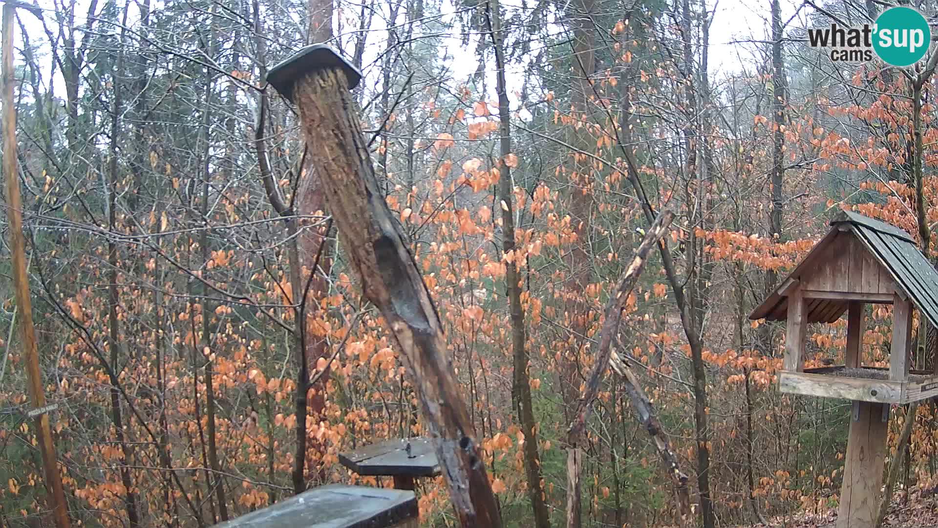 Vogelfutterhäuschen im ZOO webcam Ljubljana