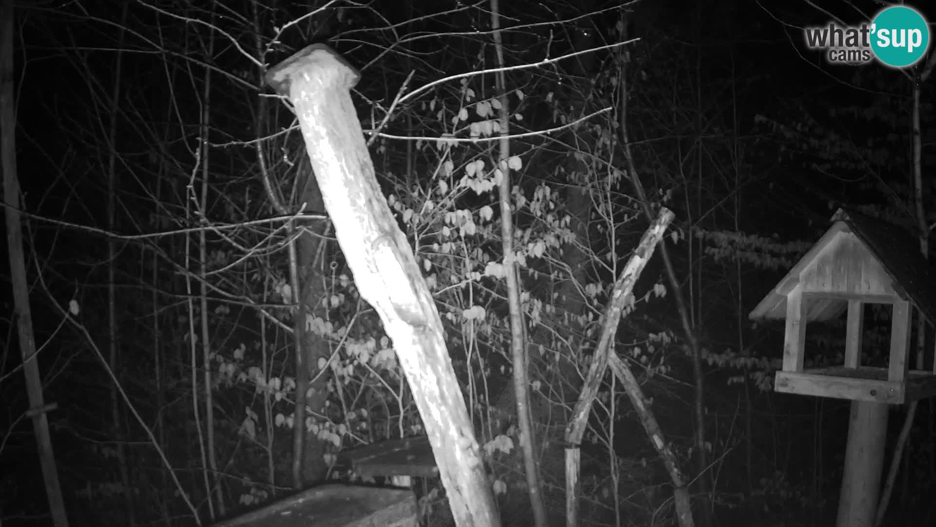 Bird feeders at ZOO Ljubljana webcam