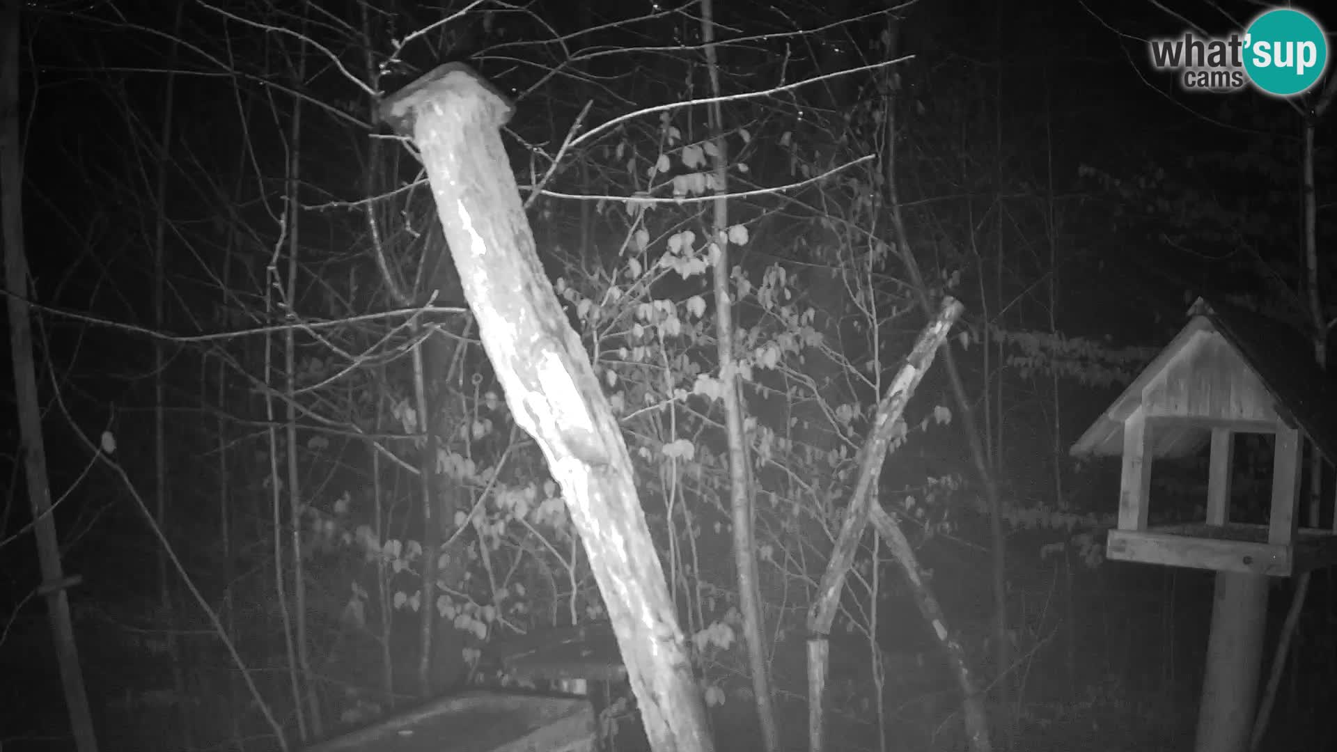 Bird feeders at ZOO Ljubljana webcam