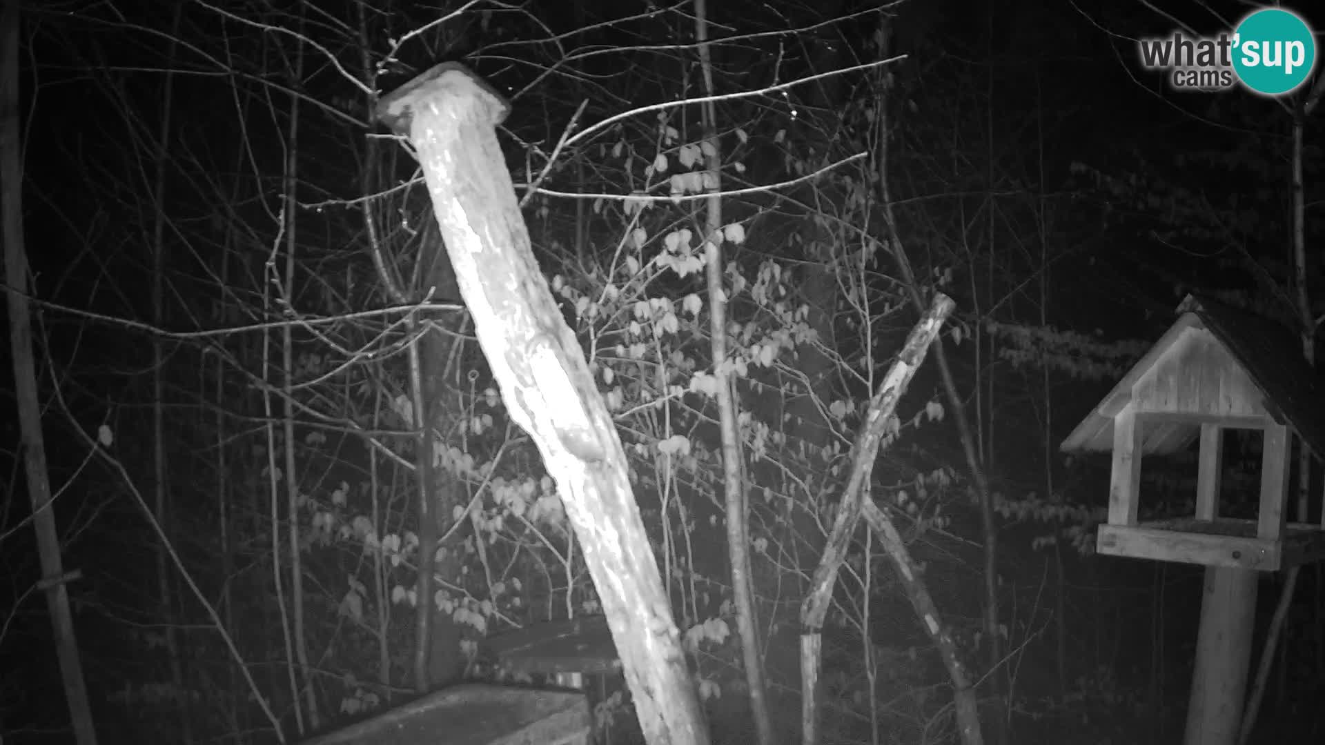 Vogelfutterhäuschen im ZOO webcam Ljubljana