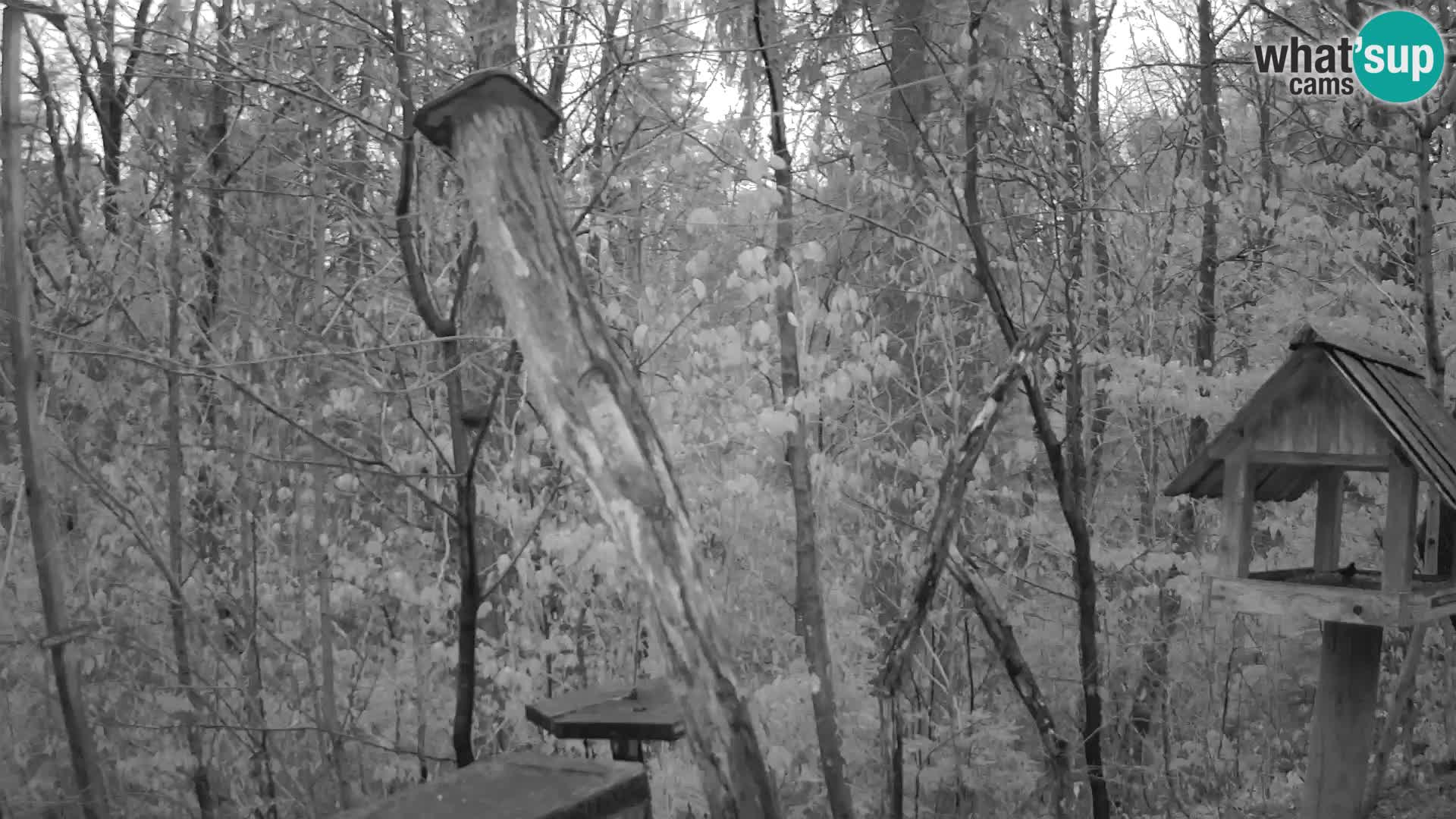 Bird feeders at ZOO Ljubljana webcam