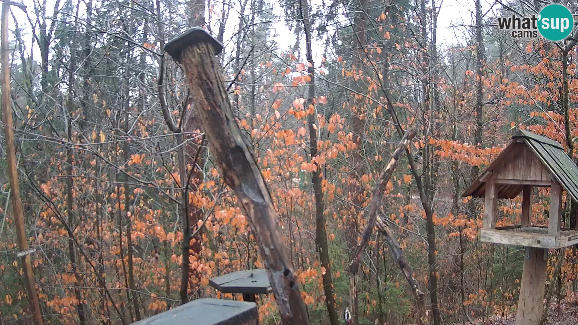 Mangeoires pour oiseaux au ZOO live webcam Ljubljana