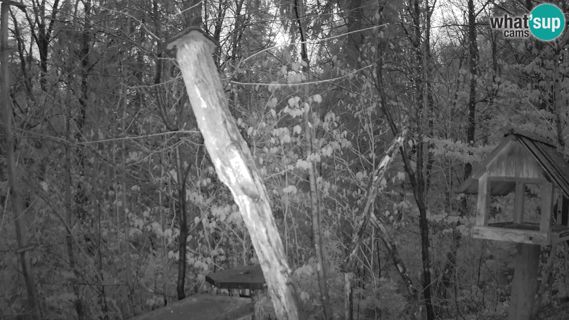 Bird feeders at ZOO Ljubljana webcam