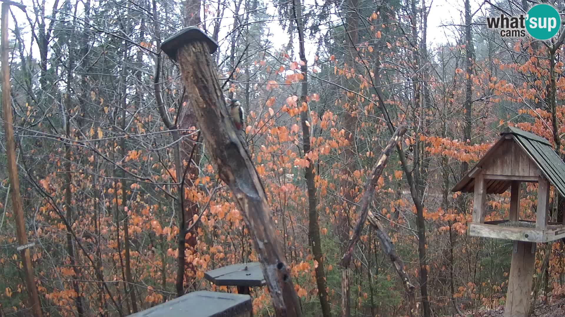 Mangeoires pour oiseaux au ZOO live webcam Ljubljana