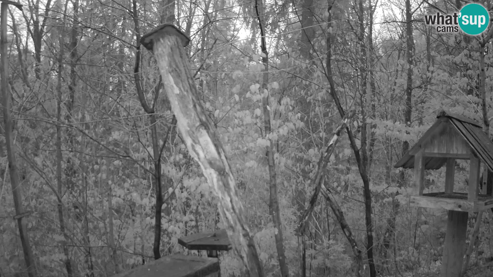 Bird feeders at ZOO Ljubljana webcam