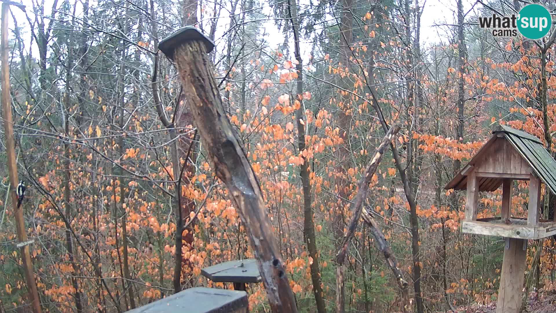 Bird feeders at ZOO Ljubljana webcam