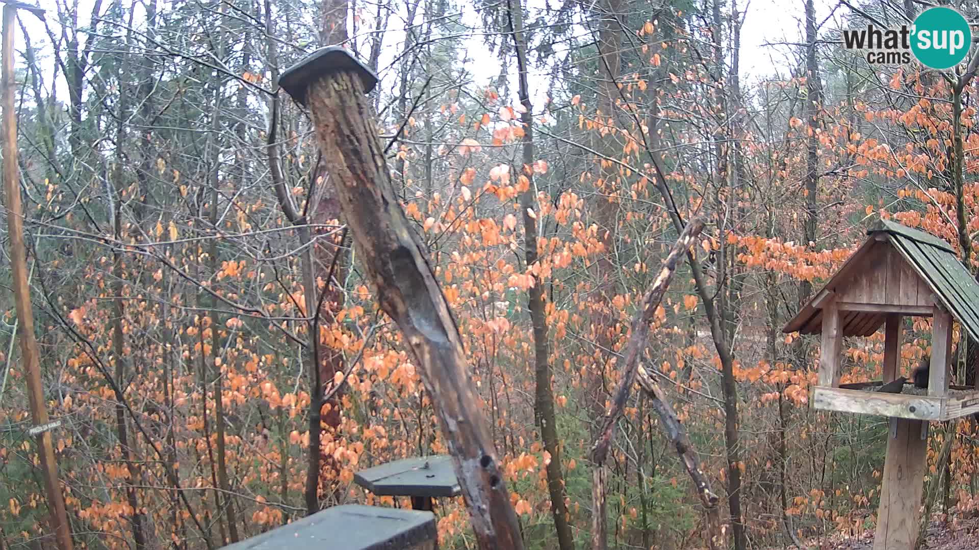 Bird feeders at ZOO Ljubljana webcam