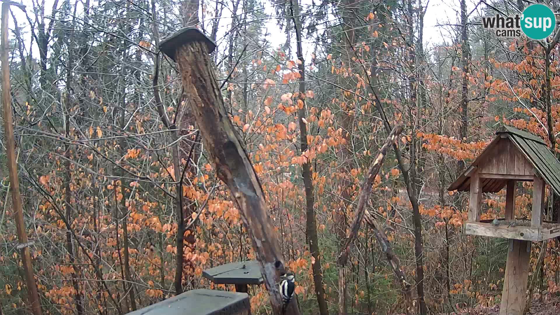 Bird feeders at ZOO Ljubljana webcam